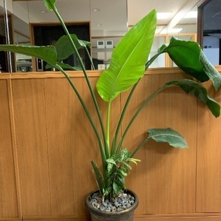 寄せ植え  観葉植物