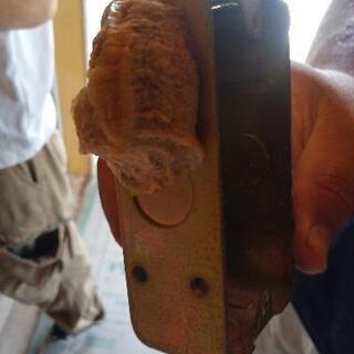 オオカマキリの卵