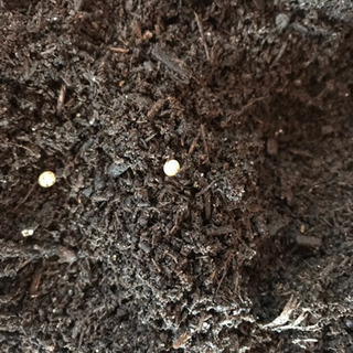 国産カブトムシ 卵〜幼虫