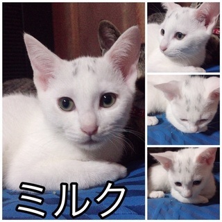 生後3ヶ月の白猫ミルクちゃん里親募集です^_^