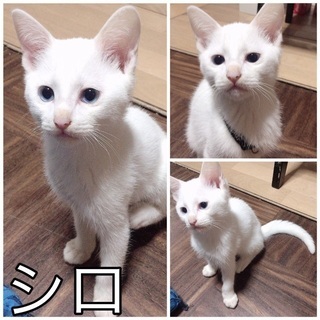 ブルーアイの白猫シロたんの里親募集！