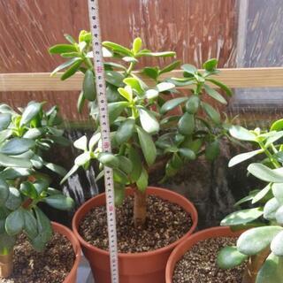 カネノナル木 (観葉植物)★まだあります★