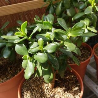 カネノナル木 (観葉植物)★まだあります★の画像