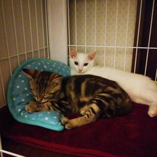 アメショ柄と白色の兄妹猫さん、2匹一緒の募集です