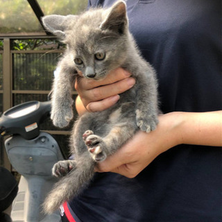 珍しいパステルサビ猫2ヶ月の画像