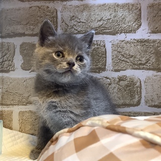 血統書付き🐱ノルウェージャンフォレストキャット＆ブリティッシュシ...
