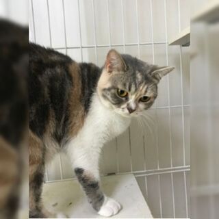 里親募集 (マンチカン)
