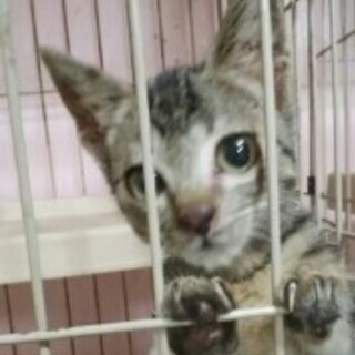 ☆子猫（黒きじ　メス）アニーちゃん　２ヶ月くらい