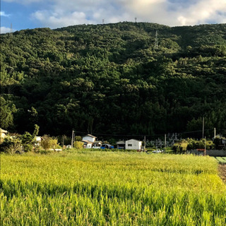 あわたま稲刈りボランティア募集！
