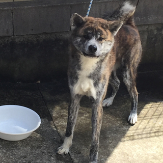 【急募】秋田犬　6歳　オス　やむおえない事情で新しい里親様を探し...