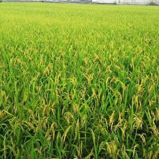 10/13日(15時～16時) 豊後大野市 まで山香のお米30㎏...