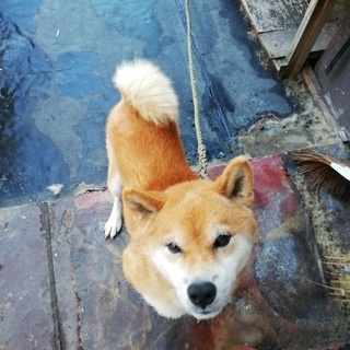 柴犬　５歳