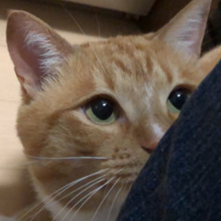 急募🥺明日まで🙇‍♀️ 