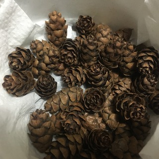 小さいまつぼっくり　10個の画像