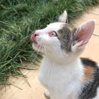 里親さん募集 保護猫 子猫ちゃん3匹