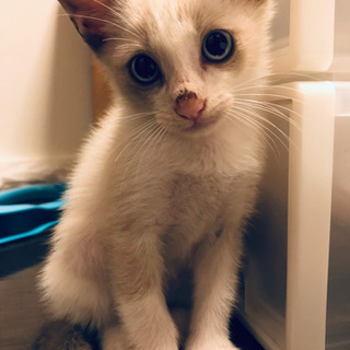 里親募集！ハチワレ仔猫4カ月 男の子