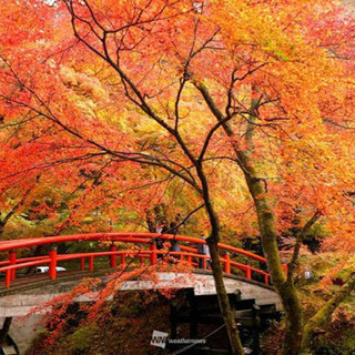 【土日休み】20代〜30代旅行好きメンバー募集