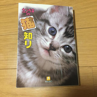 カンペキの猫知り