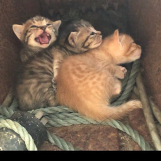 応募者多数のため一旦募集をストップします^_^子猫の家族になって...