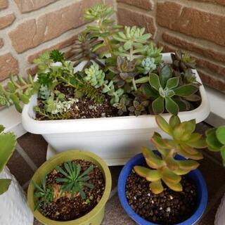 子宝草&多肉植物色々の画像