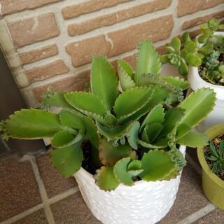 子宝草&多肉植物色々の画像