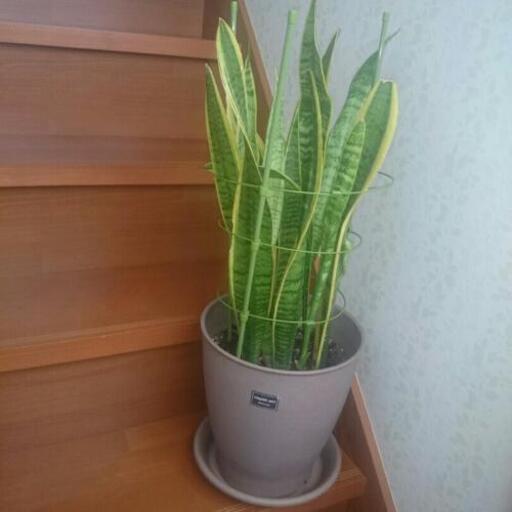 観葉植物★受付終了