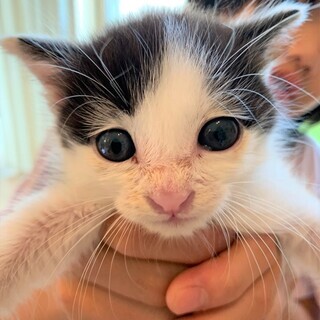 生後1か月の赤ちゃん猫＊オス＊9月生まれ
