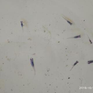 📣　カブキメダカ の 稚魚
