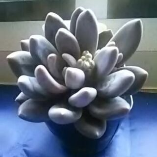 多肉植物 紫麗殿