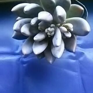 多肉植物 紫麗殿の画像