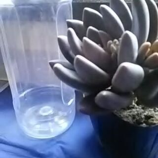 多肉植物 紫麗殿の画像