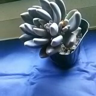 多肉植物 紫麗殿の画像