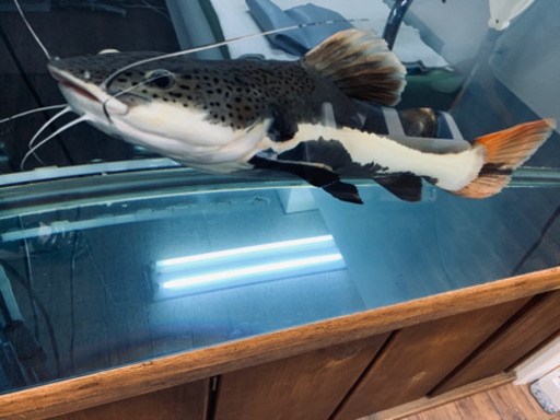 120cm水槽セット　レッドテールキャット50cm