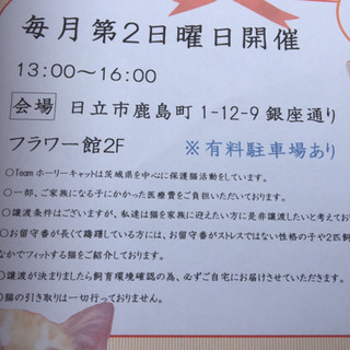 猫の里親さん募集！里親会 in日立銀座通り