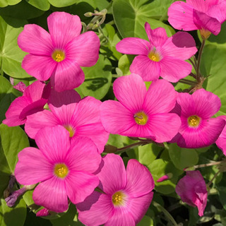 オキザリスの花苗