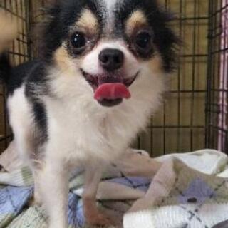 ワンちゃんのトリマーさん募集の画像