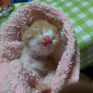 里親様が決まりました。生まれたばかりの仔猫ちゃん、