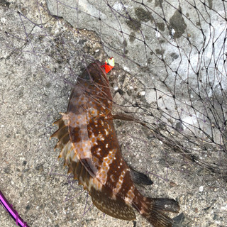 一緒に釣りいきませんか？釣り仲間募集！福山、しまなみ