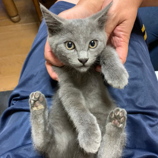 母猫里親さん募集中 （子猫３匹は決まりました）飼主不在の確認済みです！
