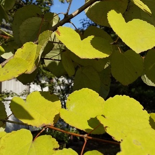 紅葉狩り