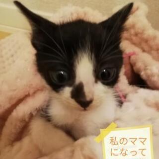 生後1カ月黒白👶里親様決定