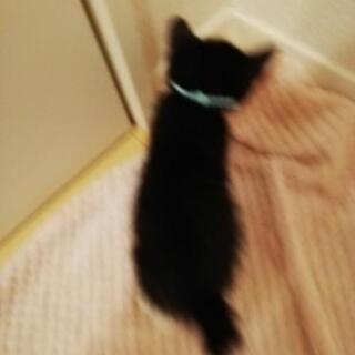 1ヶ月黒白♂兄妹一緒に里親様決定😺 - 横浜市