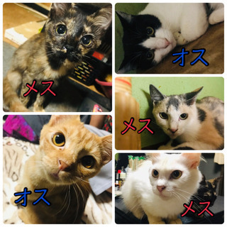 5匹みんな決まりました💗