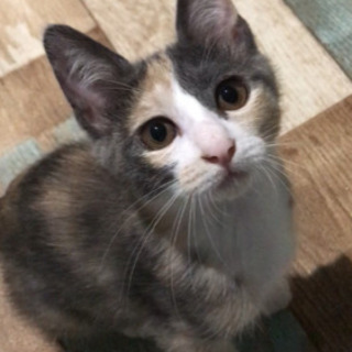 【里親さま決定】麦わら♡パステル三毛♡キジ白 - 猫