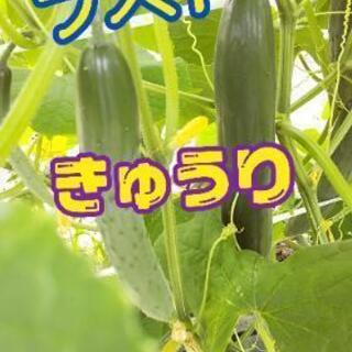 10/7~8 きゅうりがそろそろラスト【よねベジ】