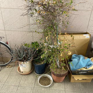 植木類差し上げます