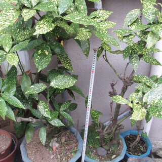 観葉植物☆斑入り☆青木・アオキ☆その１