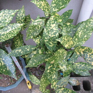 観葉植物☆斑入り☆青木・アオキ☆その１の画像