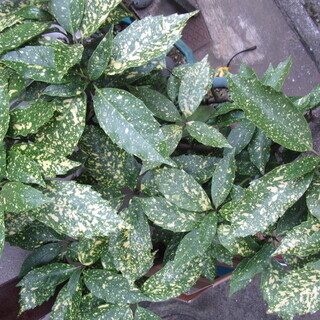 観葉植物☆斑入り☆青木・アオキ☆その１の画像