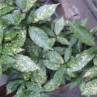 観葉植物☆斑入り☆青木・アオキ☆その１の画像